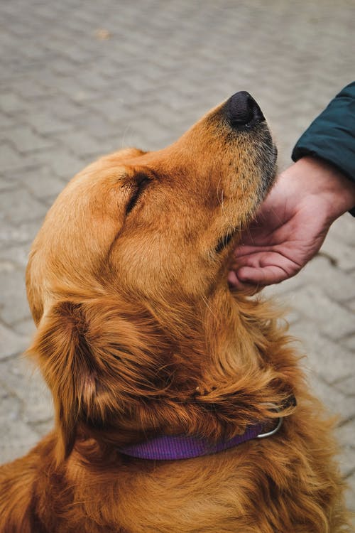 黑领金毛寻回犬 · 免费素材图片
