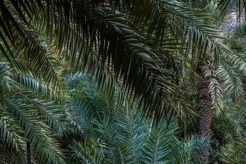 有关天性, 棕榈树叶, 椰子叶的免费素材图片