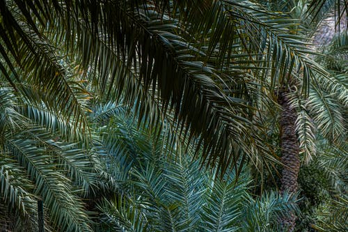 有关天性, 棕榈树叶, 椰子叶的免费素材图片