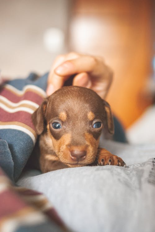 蓝色牛仔牛仔裤棕色短涂层的小狗 · 免费素材图片