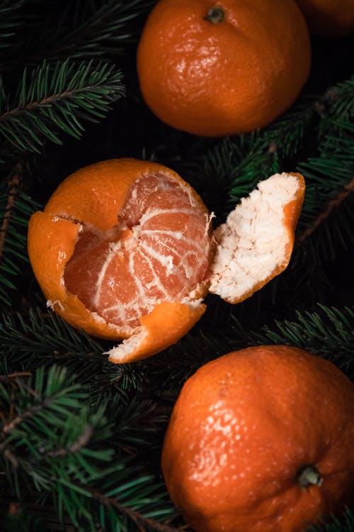 绿松树上的橙色水果 · 免费素材图片