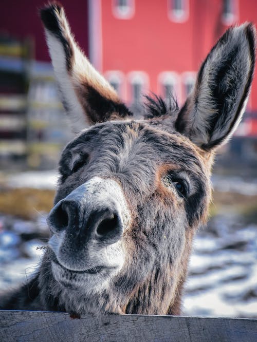有关农家庭院, 击剑, 动物学的免费素材图片