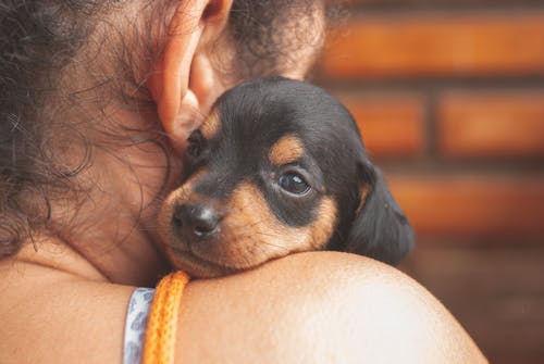 有关一起, 不露面, 伴侶的免费素材图片