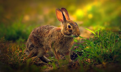 有关兔子, 分手, 动物的免费素材图片
