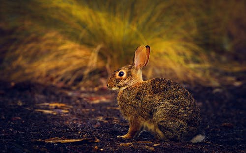 有关兔子, 可爱, 可爱的的免费素材图片