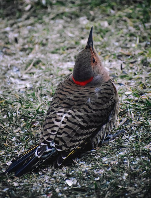 有关乾枯, 乾燥, 公园的免费素材图片