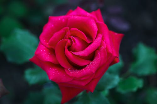 有关植物群, 特写, 玫瑰的免费素材图片