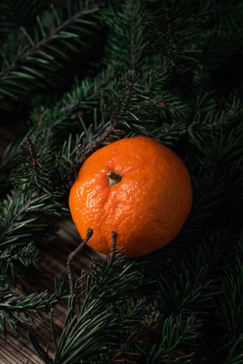 绿松树上的橙色水果 · 免费素材图片