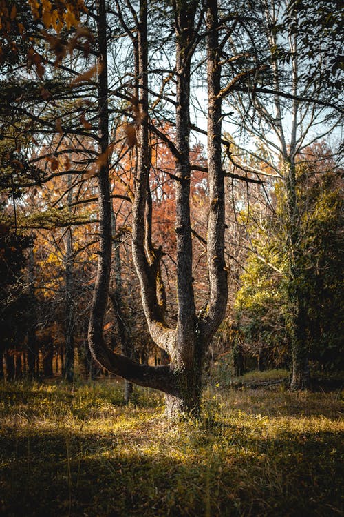 绿草地上的棕色树 · 免费素材图片