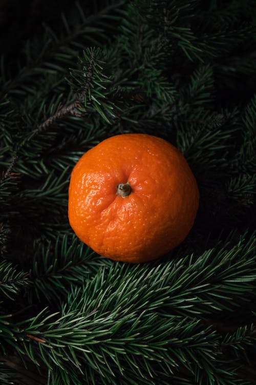 绿松树上的橙色水果 · 免费素材图片