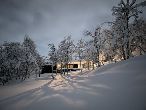 雪覆盖地面上的裸树 · 免费素材图片