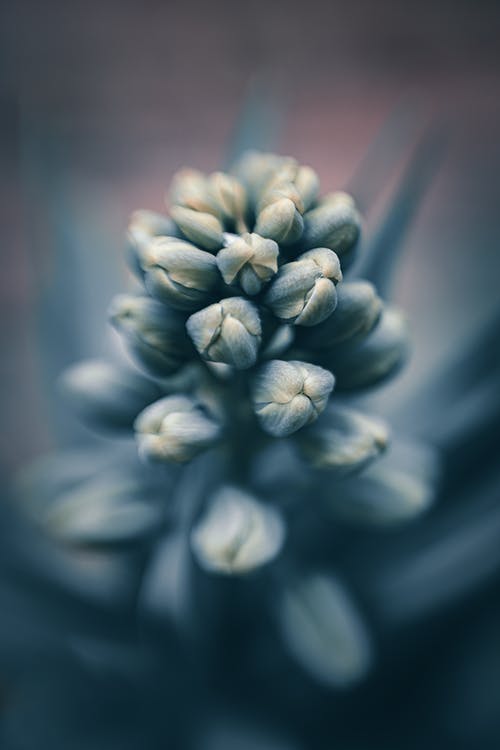 花盛开的灰度照片 · 免费素材图片