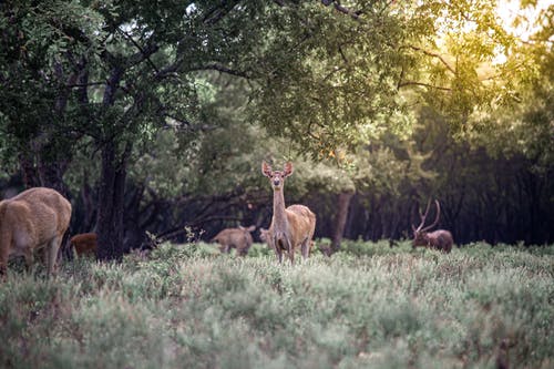 绿草地上的棕色鹿 · 免费素材图片