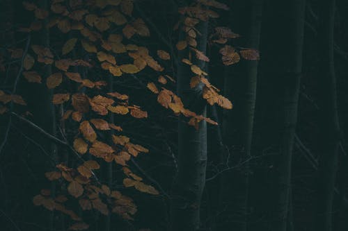 有关下落, 乾的, 公园的免费素材图片