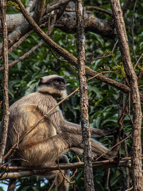 有关動物, 動物攝影, 哺乳動物的免费素材图片