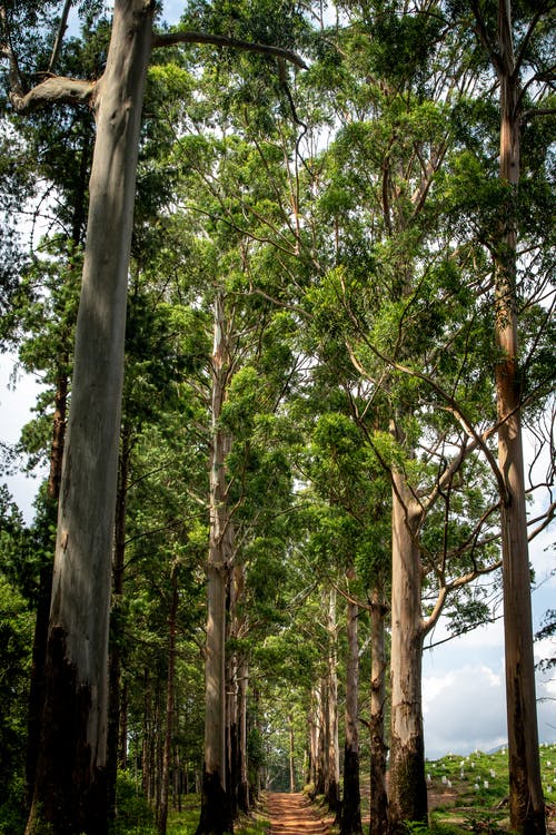 有关垂直拍摄, 天性, 小径的免费素材图片