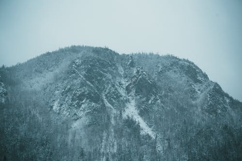 有关冬季, 冷, 冷杉的免费素材图片