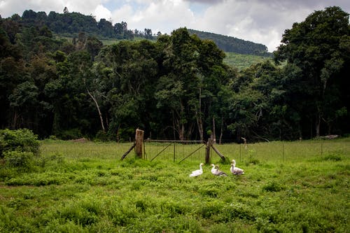 有关丘陵, 动物, 围栏的免费素材图片