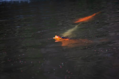 有关水生动物, 海洋动物, 淡水鱼的免费素材图片