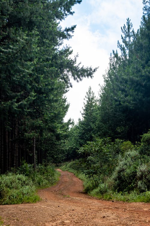 有关垂直拍摄, 天性, 小径的免费素材图片