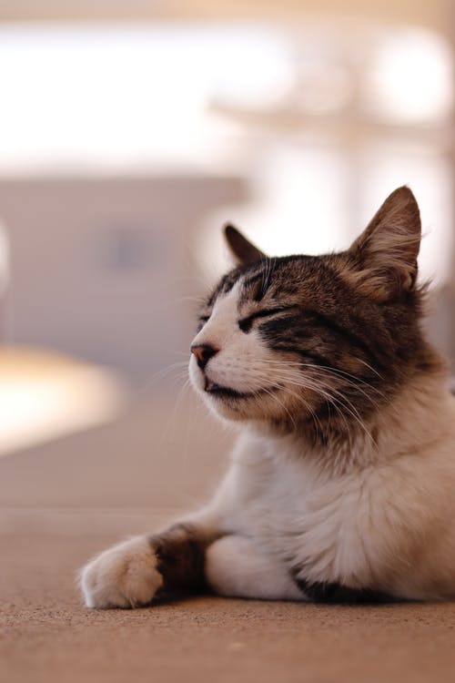 白色和棕色的虎斑猫 · 免费素材图片