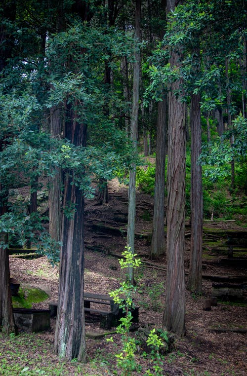 有关公园, 垂直拍摄, 天性的免费素材图片