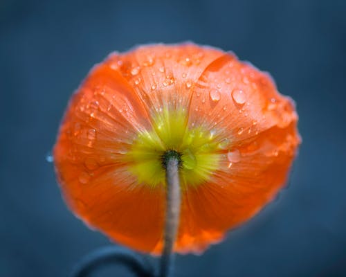 橙花在微距镜头 · 免费素材图片