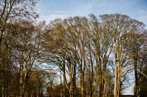 有关下落, 公园, 分支机构的免费素材图片