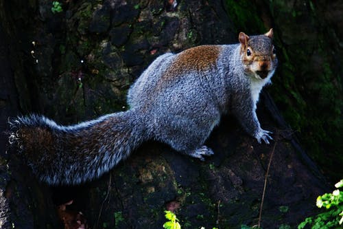 有关动物, 动物摄影, 原本的免费素材图片