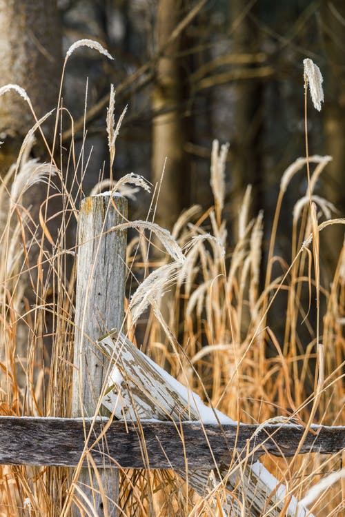 棕色麦田 · 免费素材图片