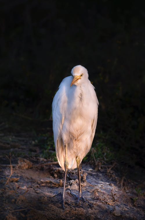 有关凝视, 动物学, 动物的免费素材图片