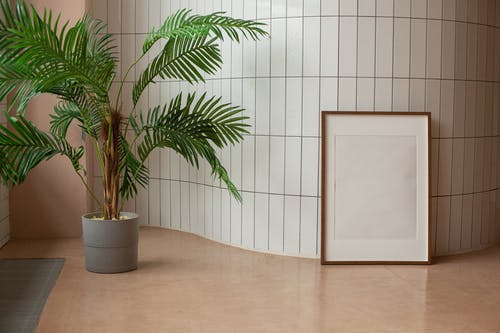 白锅绿色的植物 · 免费素材图片