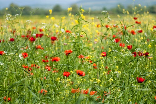有关天性, 田, 罌粟的免费素材图片