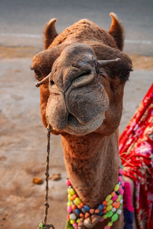 布朗骆驼在特写摄影 · 免费素材图片