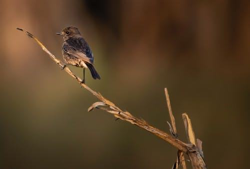 有关muscicapidae, 分公司, 动物学的免费素材图片