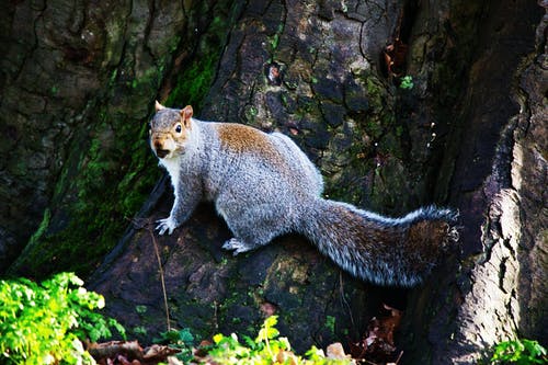 有关动物, 动物摄影, 原本的免费素材图片