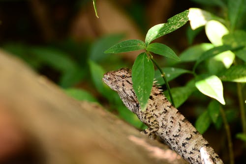 有关动物学, 动物, 动物园的免费素材图片