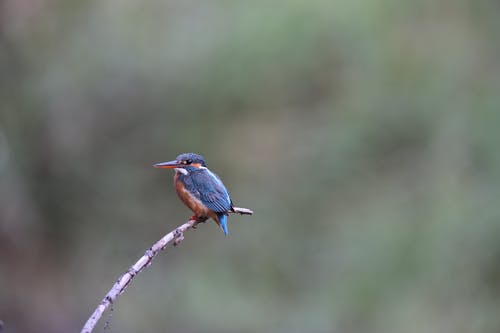 有关alcedo, アルセデニデス, 乾的的免费素材图片