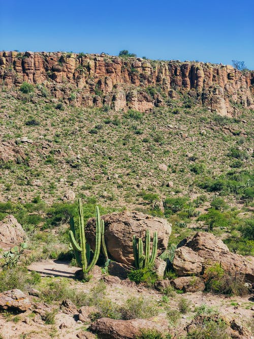 有关仙人掌, 垂直拍摄, 天性的免费素材图片