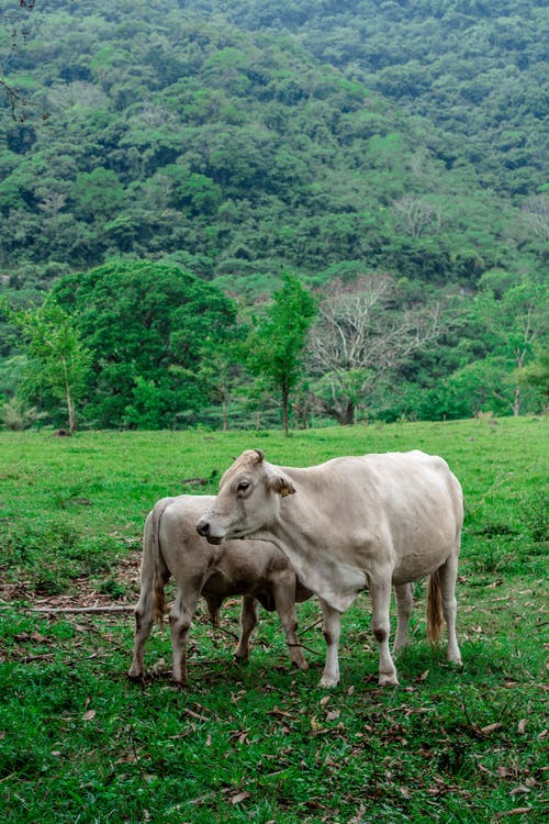 有关动物, 动物摄影, 哺乳动物的免费素材图片