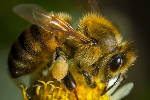 黄色和黄色的花朵上的黑蜜蜂 · 免费素材图片