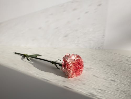 红玫瑰白雪 · 免费素材图片