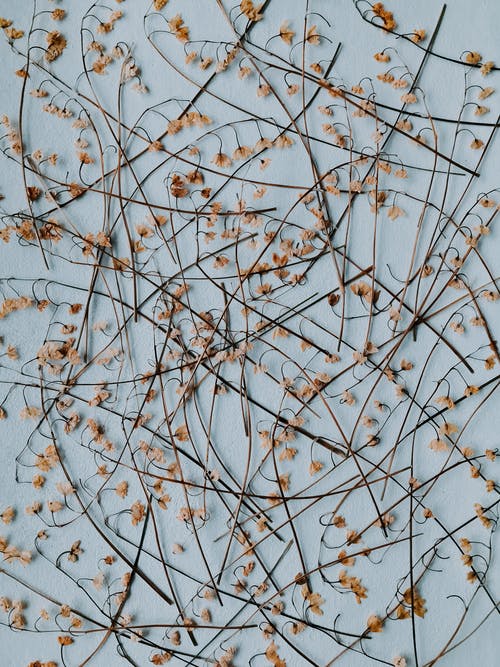 布朗干树枝上的叶子 · 免费素材图片