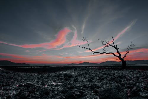 有关Copyspace, 不均匀的, 乾的的免费素材图片