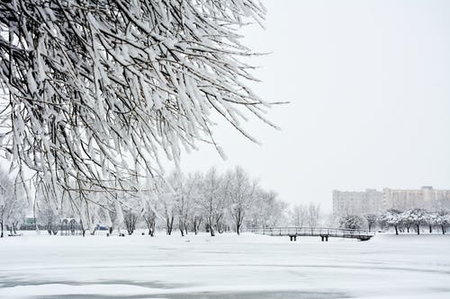 雪覆盖地面上的裸树 · 免费素材图片