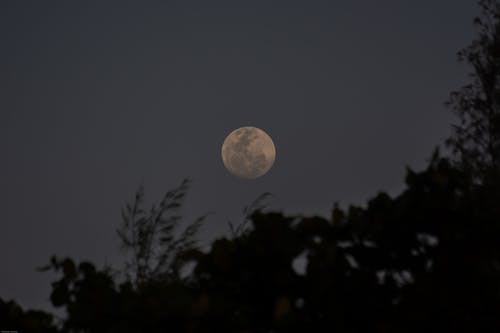 满月在树上 · 免费素材图片