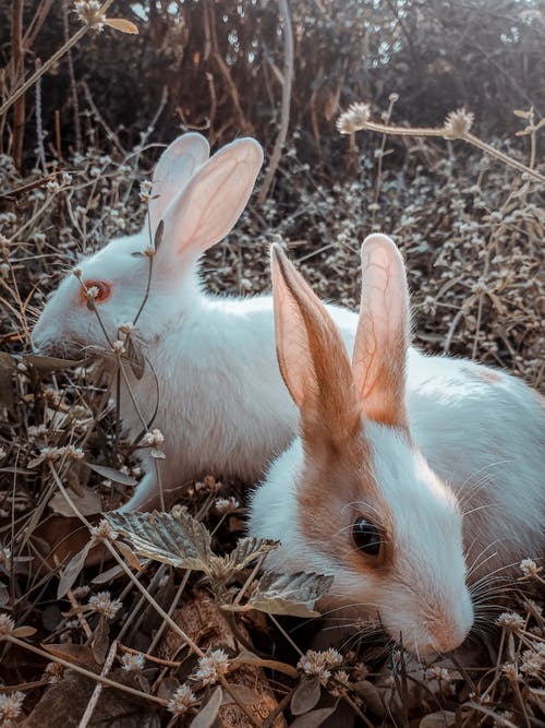 有关兔子, 动物, 动物摄影的免费素材图片