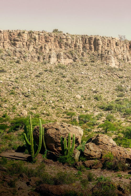 有关仙人掌, 垂直拍摄, 天性的免费素材图片