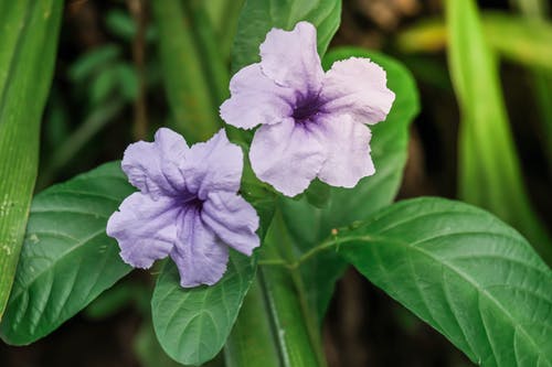 紫色的小花，在微距拍摄 · 免费素材图片
