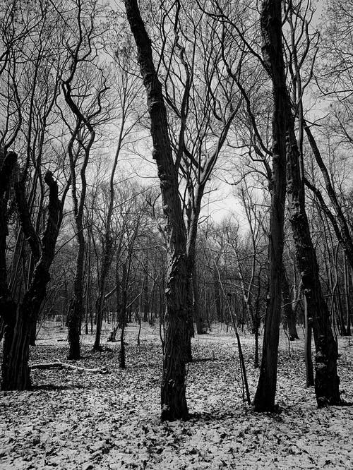 裸树的灰度照片 · 免费素材图片